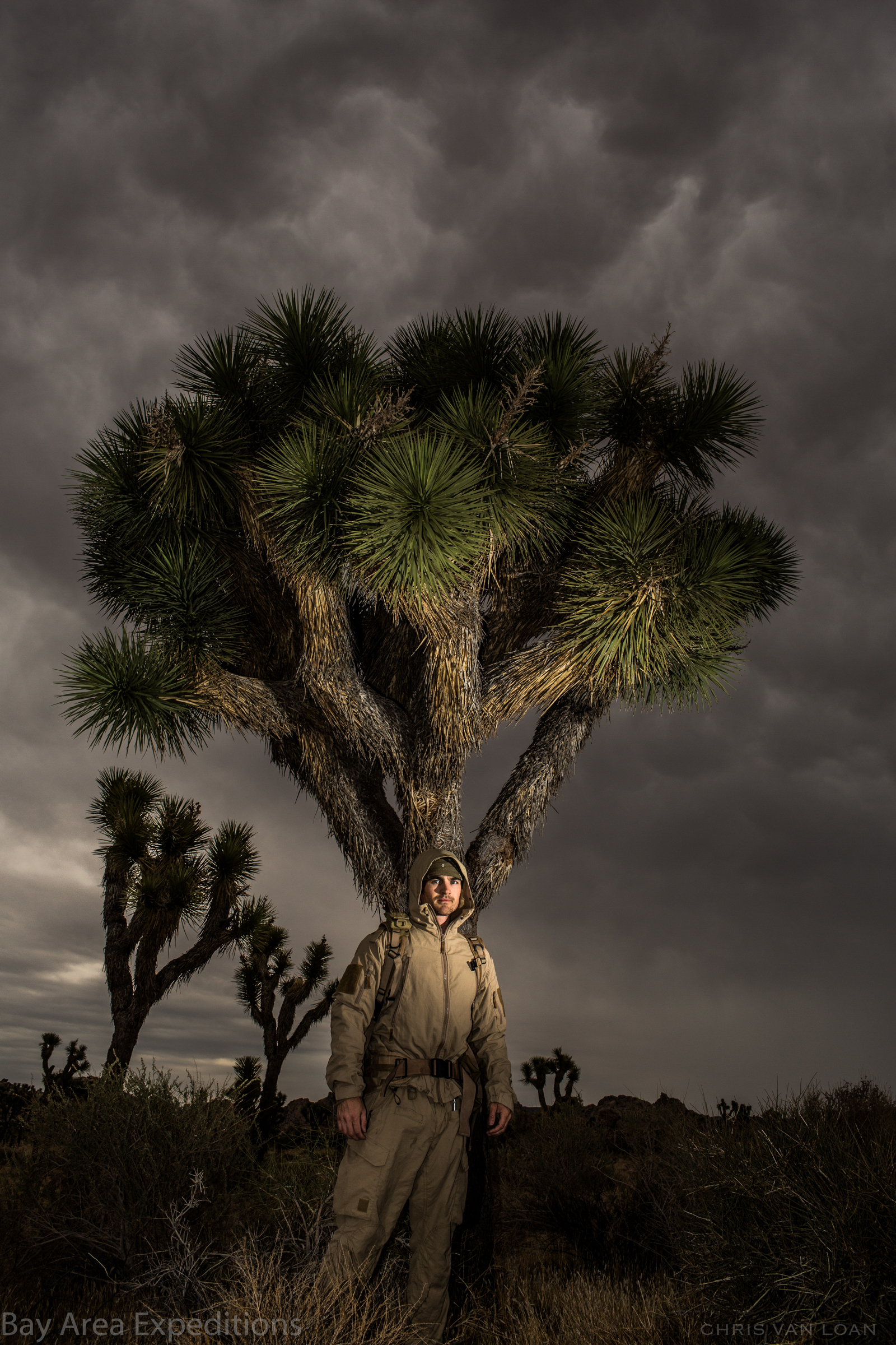 Joshua Tree