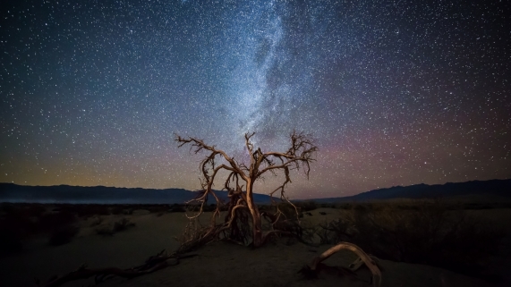 Tree under the Milky Way in Death Valley