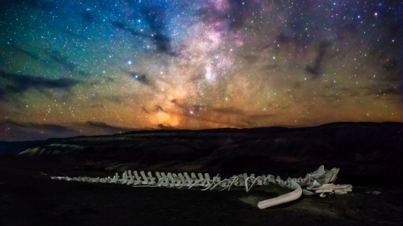 Whale Skeleton