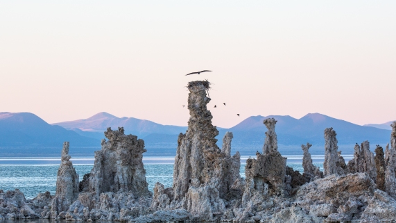 mono lake harrier nest