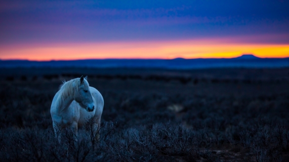 Wild Horse