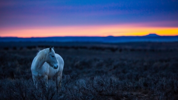 wild-horse-at-sunset-chaco-canyon-metal-prints-chris-vanloan